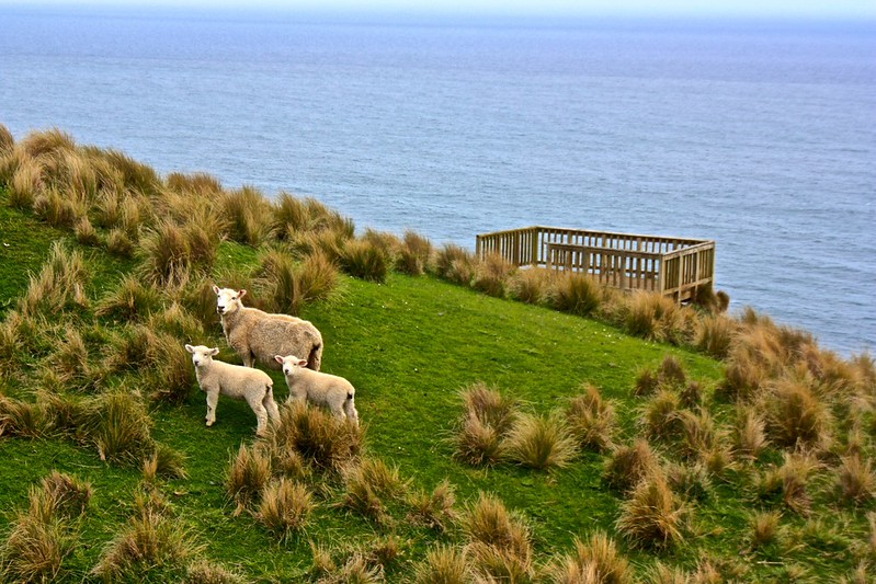 sheep are lining up at the lover's leap view point sheep are lining up at the lover's leap view point