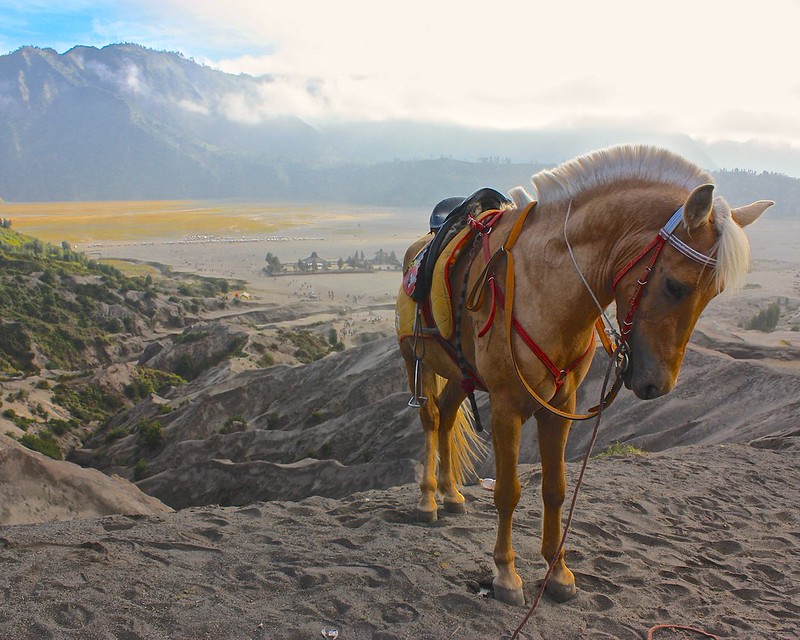 awaiting customers... scenic horse