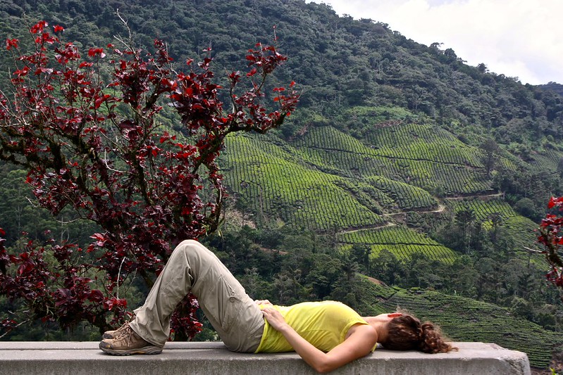 Cameron Highlands Tea Plantation Cameron Highlands Tea Plantation