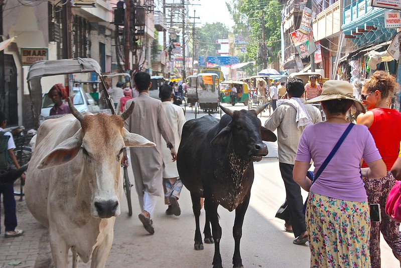 A cow smiles at Olga A cow smiles at Olga