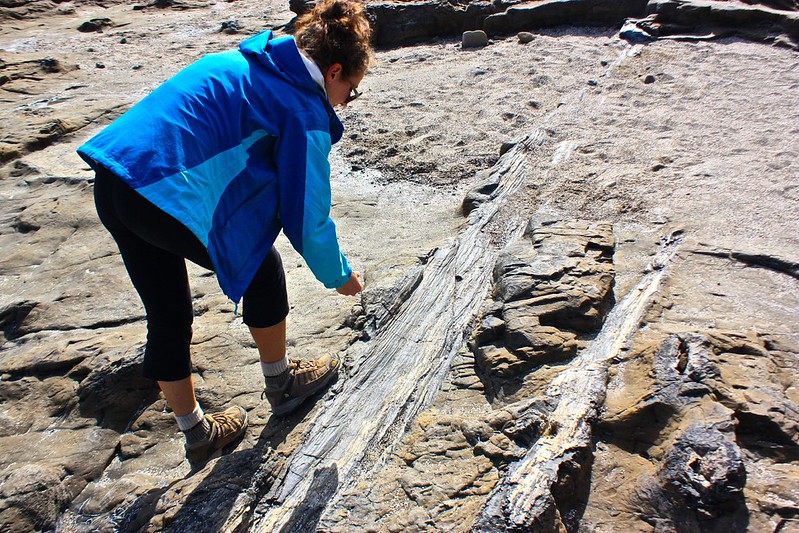 Jurassic era forest in Curio Bay Jurassic era forest in Curio Bay