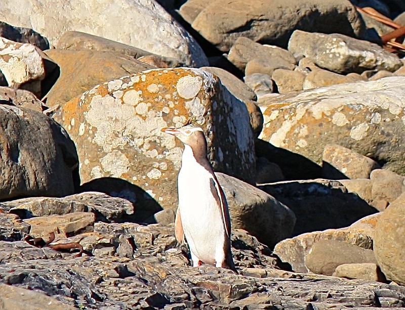 Penguin at Curio Bay Penguin at Curio Bay