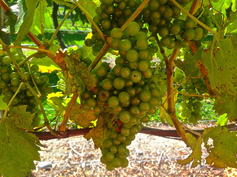 wine grapes