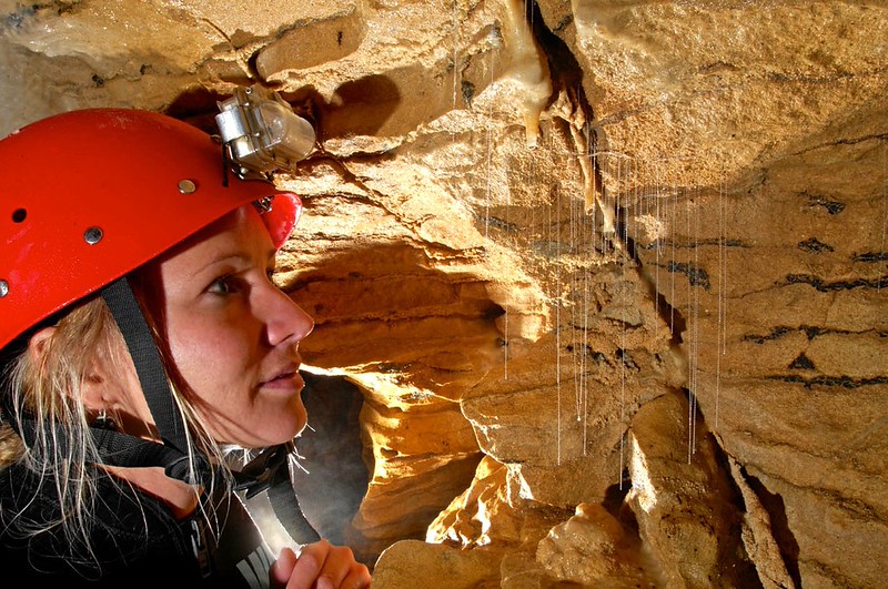 Glow worm nets in Haggas Honking Holes Glow worm nets in Haggas Honking Holes