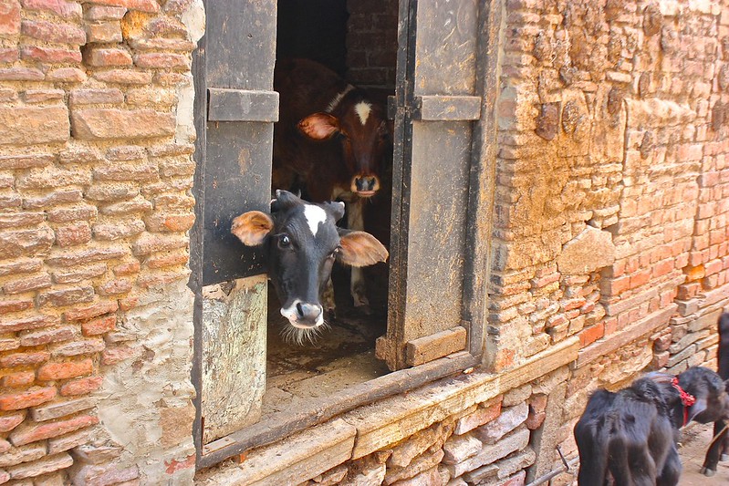 two baby cows take shelter in this house two baby cows take shelter in this house