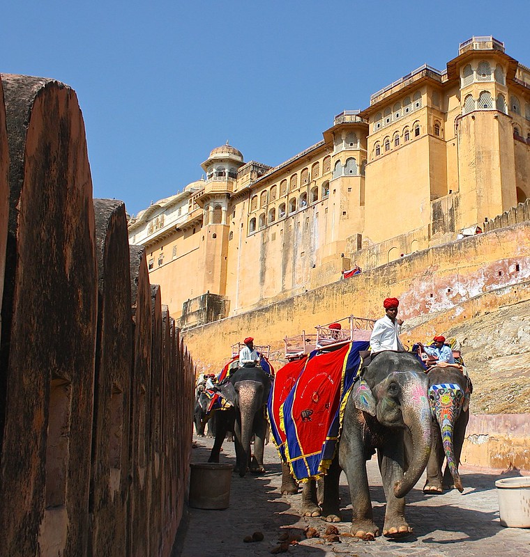 elephants make their way down from Amber Fort