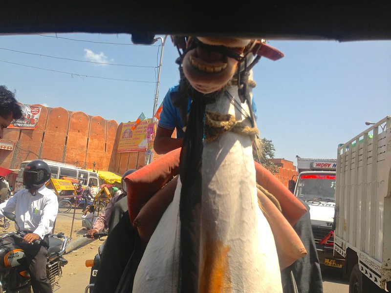 Our tuk tuk is being chased down by a horse!