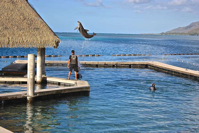 Moorea dolphins