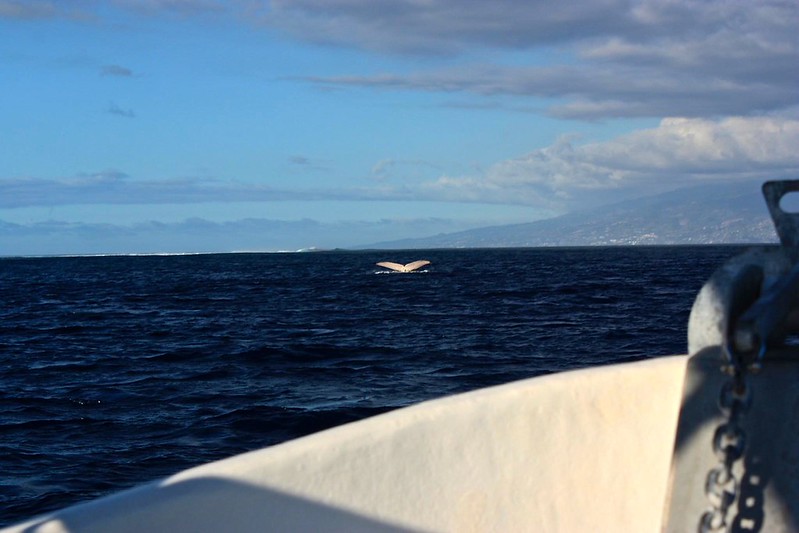 Moorea whale watching