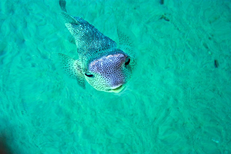 hootie the fish under bungalow hootie the fish under bungalow