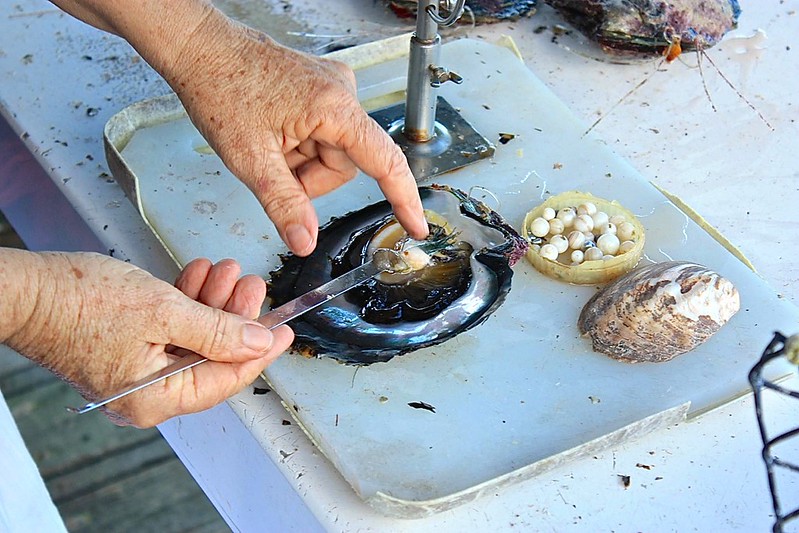 extracting pearl from oyster Tahaa extracting pearl from oyster Tahaa