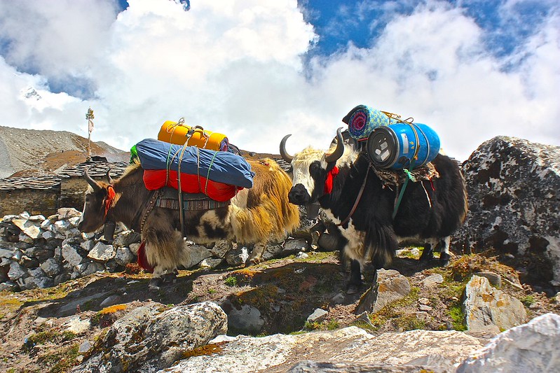 scenic Yaks carrying gear to Island Peak Base Camp scenic Yaks carrying gear to Island Peak Base Camp