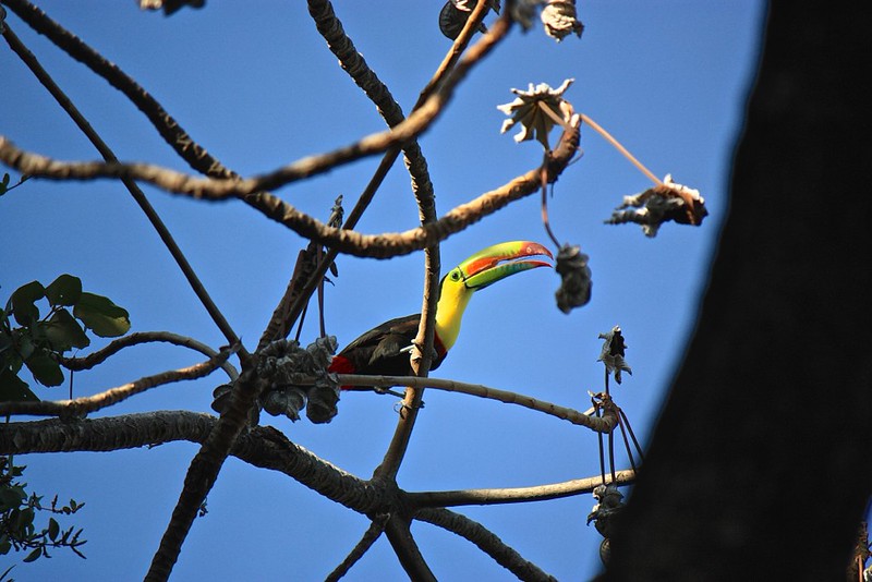 Spotted a bunch of Toucans above our treehouse in Casa Loma! Spotted a bunch of Toucans above our treehouse in Casa Loma!