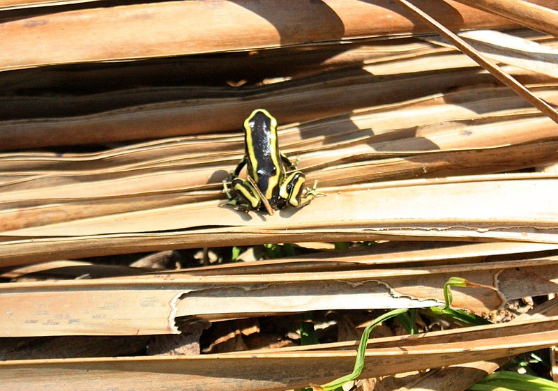 What looks to be a poisonous frog What looks to be a poisonous frog