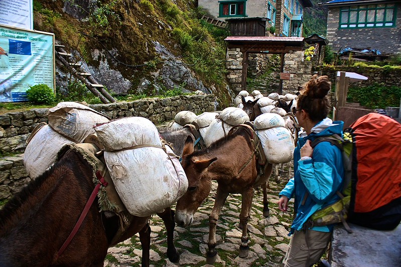 Lina wonders when we will be able to pass the donkey caravan