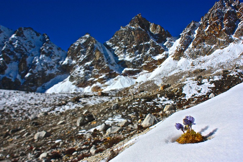 mountain flora popping out of the snow mountain flora popping out of the snow