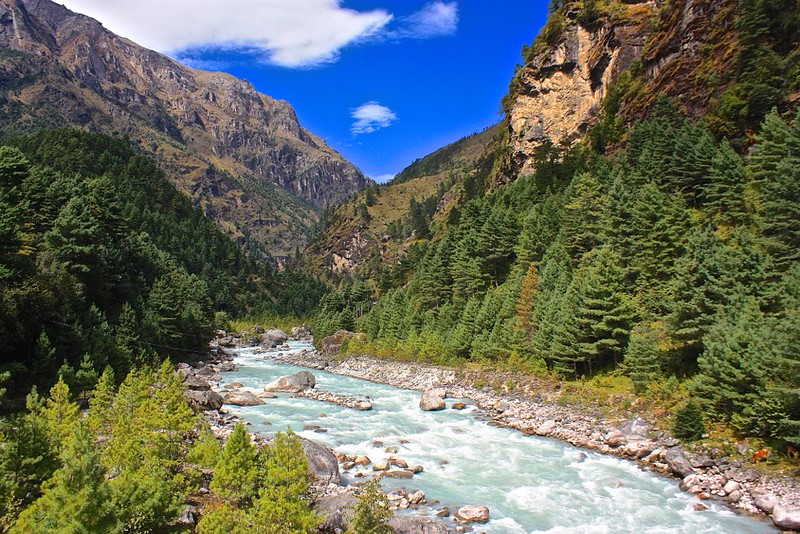 creamy blue water running through lush pine forests creamy blue water running through lush pine forests