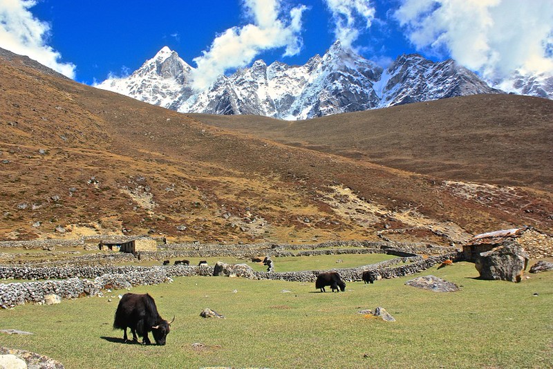 scenic Yaks graze on some of the first greenery we've seen in over a week scenic Yaks graze on some of the first greenery we've seen in over a week