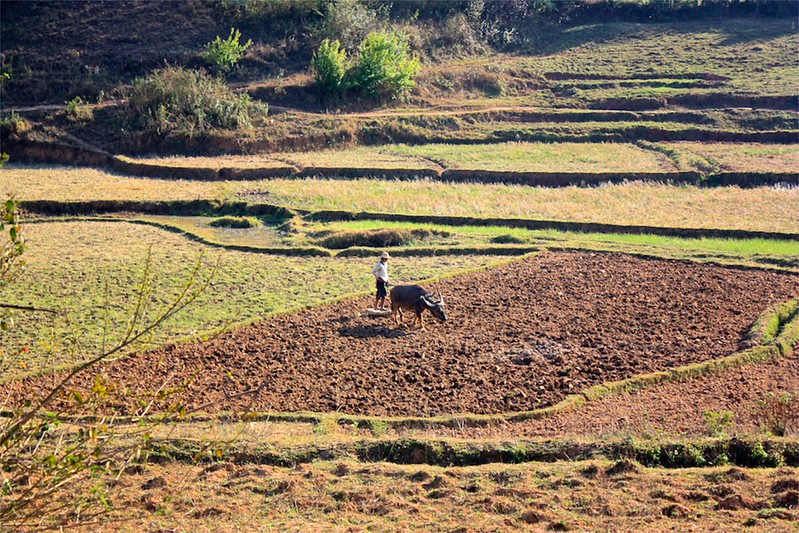 field surfing behind the water buffalo. field surfing behind the water buffalo.