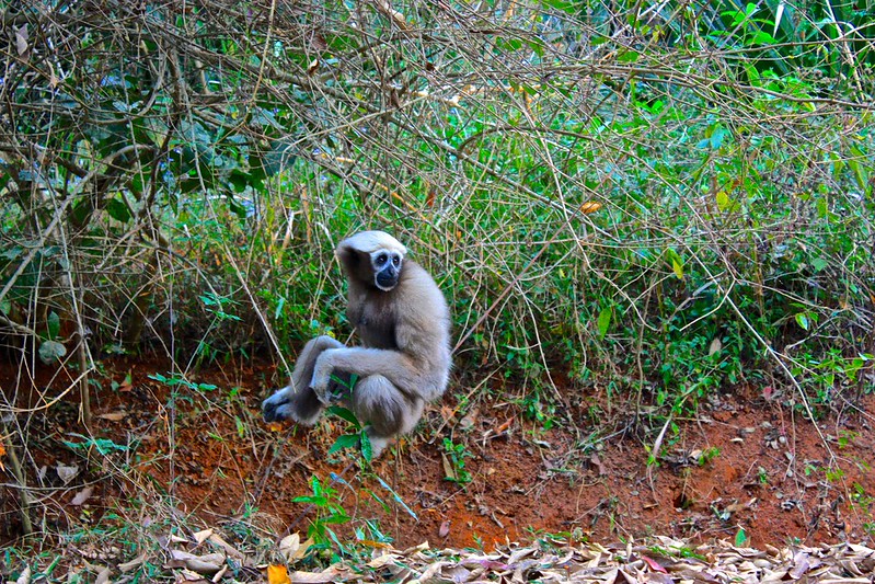 some monkeys came in close to visit. this gray one was particularly interested