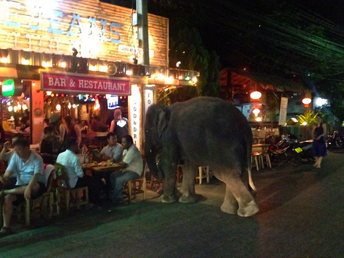An elephant walks into a bar...