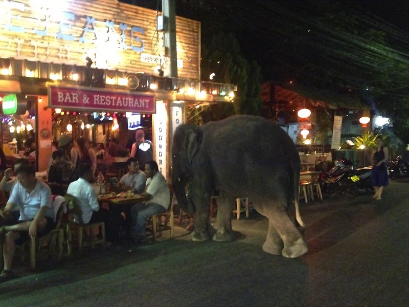 An elephant walks into a bar... An elephant walks into a bar...