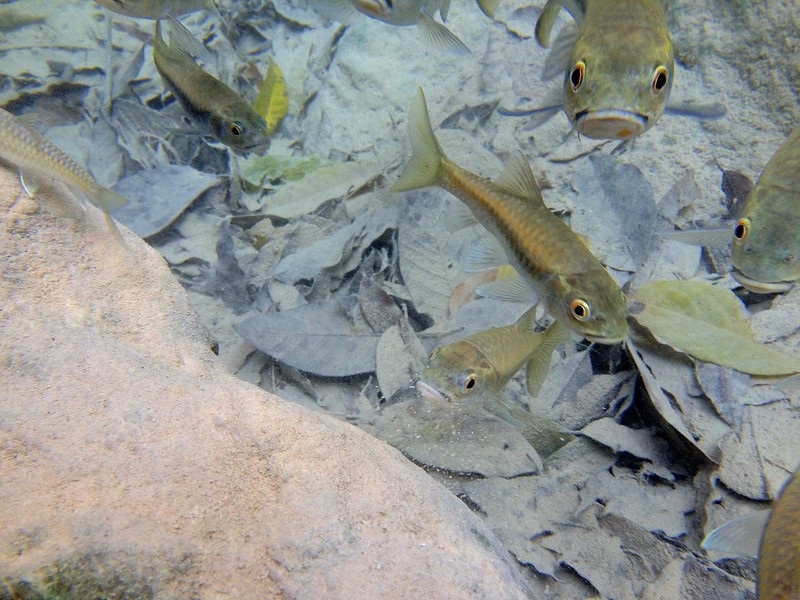 these fish wanted to eat the skin off of our feet. can you tell that they are hungry?