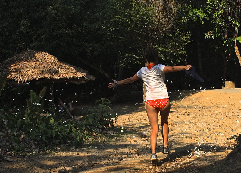 running through a pack? of butterflies running through a pack? of butterflies