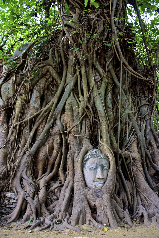 Buddha tree root at Wat Phra Mahathat