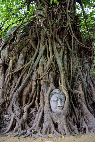 Buddha tree root at Wat Phra Mahathat