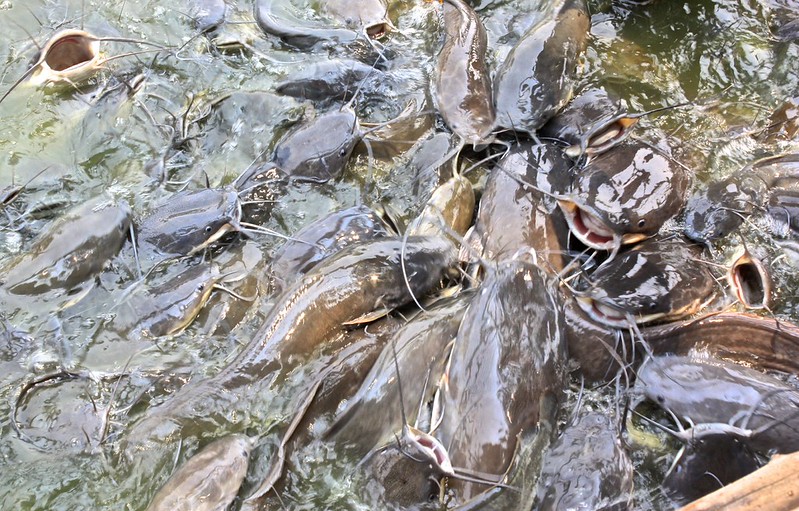 Starving fish at the monastery. Throw some food in and all the fish come to you Starving fish at the monastery. Throw some food in and all the fish come to you