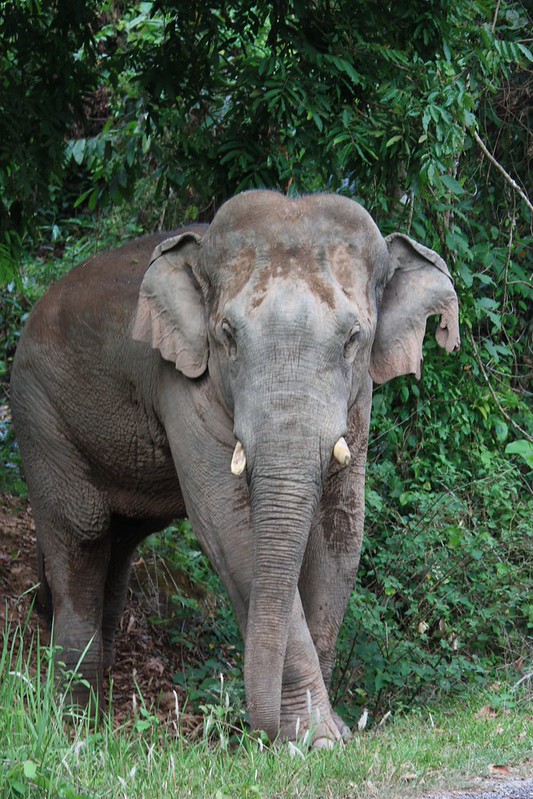 the ranger recognized him by the tear in his left ear. his name is Hu Yu the ranger recognized him by the tear in his left ear. his name is Hu Yu