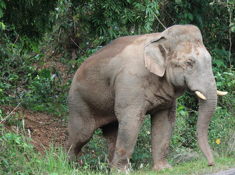 he's afraid of cars, so was a bit hesitant to come onto the road he's afraid of cars, so was a bit hesitant to come onto the road