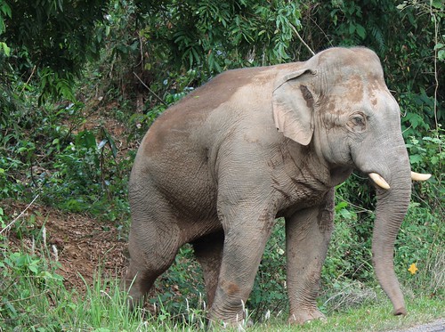 he's afraid of cars, so was a bit hesitant to come onto the road