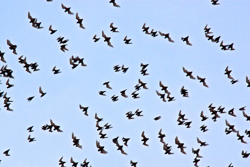 millions of bats took flight