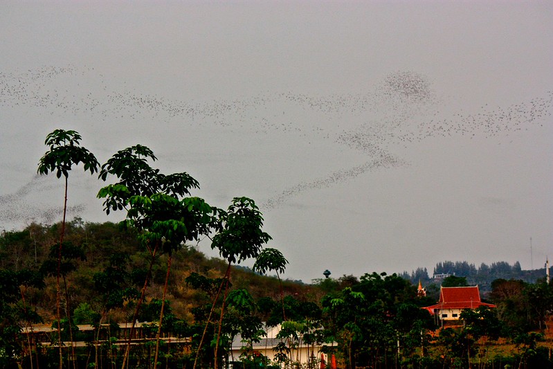 yes… those dark dots in the sky… all bats!