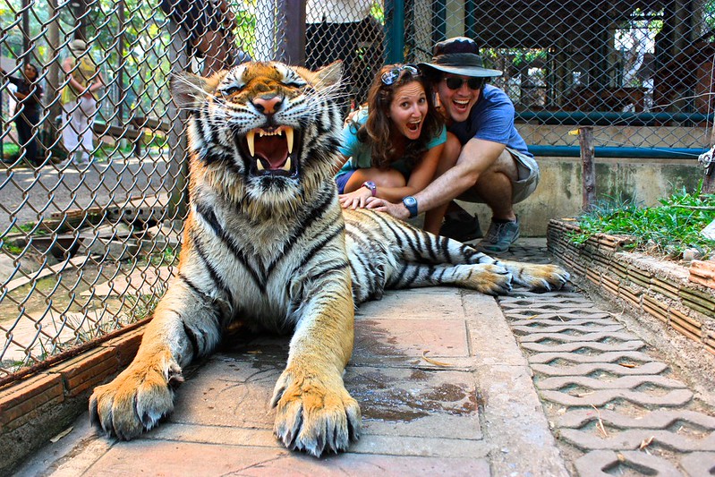 different tiger. not as scary as it looks though! different tiger. not as scary as it looks though!