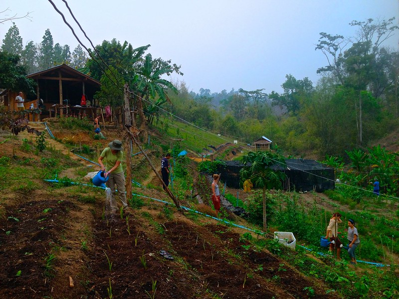 watering beds watering beds