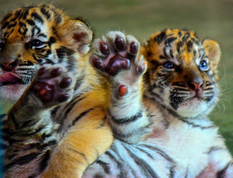 "Hello? Teacher? I have a question." "Hello? Teacher? I have a question."