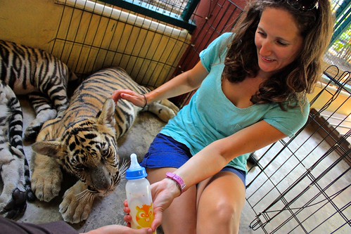 feeding baby tigers
