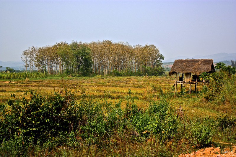 these shacks are where field workers take breaks during the long days of the wet season