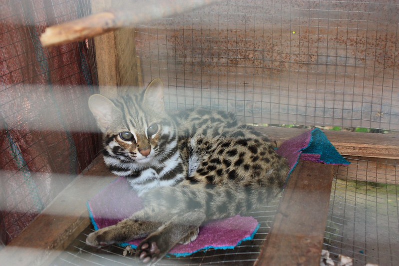 supposedly the guy who now owns this leopard-like cat, bought it from a Hmong trader that already sold this cats dead mother