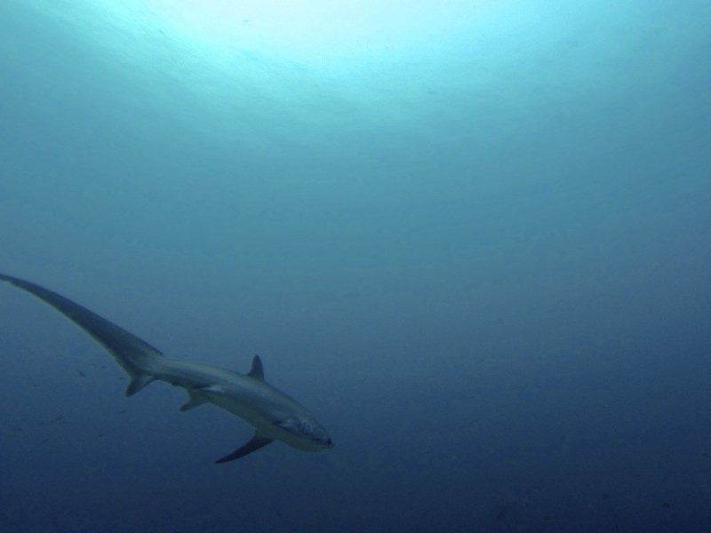 Thresher Shark at Monad Shoal Thresher Shark at Monad Shoal