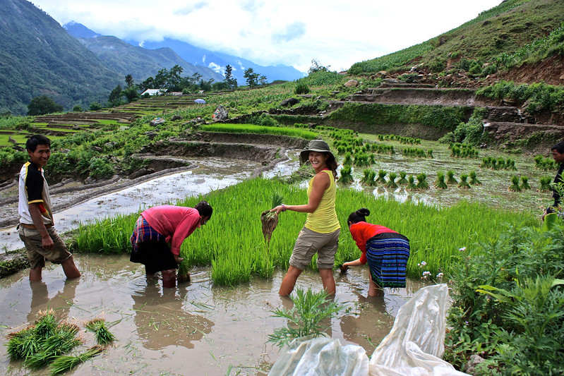 Lina helping some locals in Sapa pick rice Lina helping some locals in Sapa pick rice