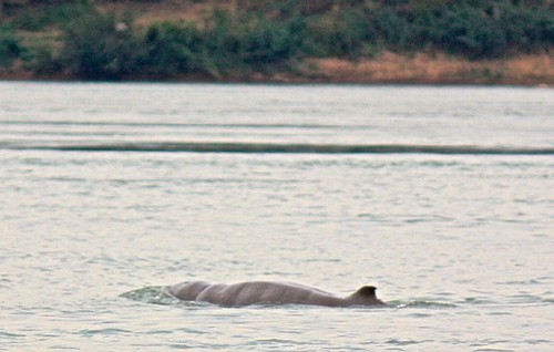 Irrawaddy dolphin near Kratie, Cambodia