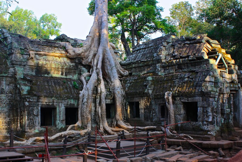 these trees are just really amazing at Ta Prohm… really have a mind of their own these trees are just really amazing at Ta Prohm… really have a mind of their own