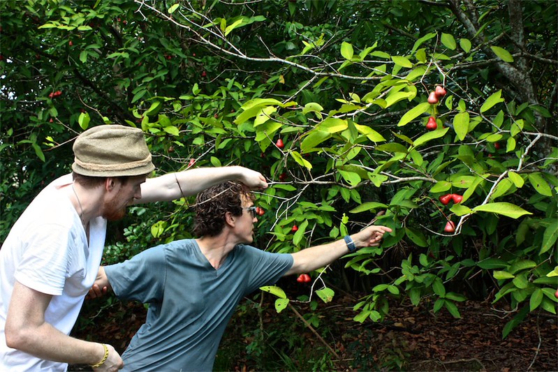 reaching for a rose apple at our lunch spot