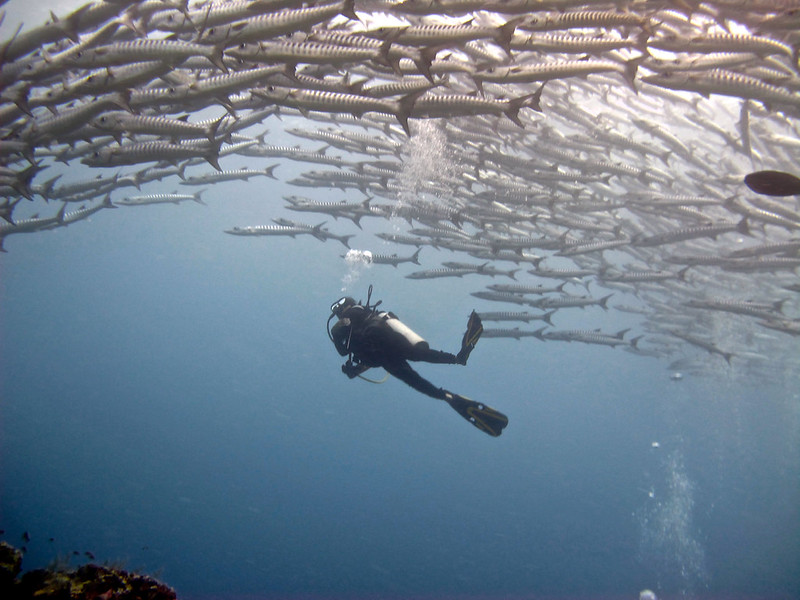 Looking up at a school of barracuda