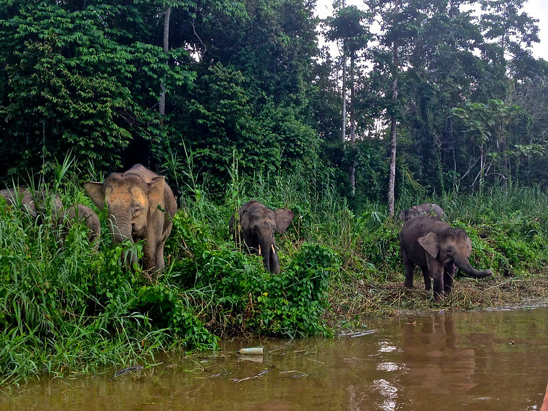 We stumbled upon a herd of elephants at the Kinabatangan River in Borneo