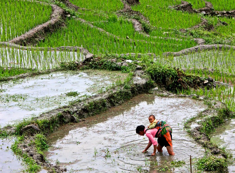 a mother with her child tends to a rice terrace